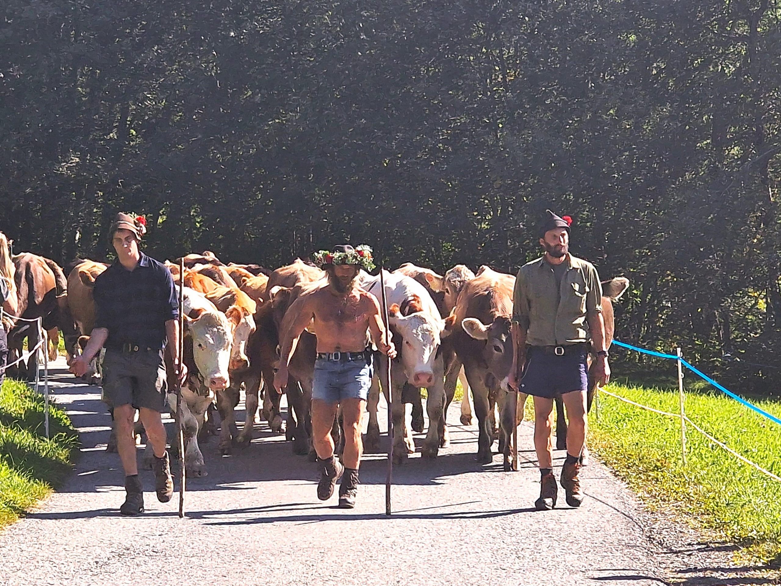 Michael Schelling (Mitte) mit seinen Helfern bringen 240 Tiere sicher ins Tal