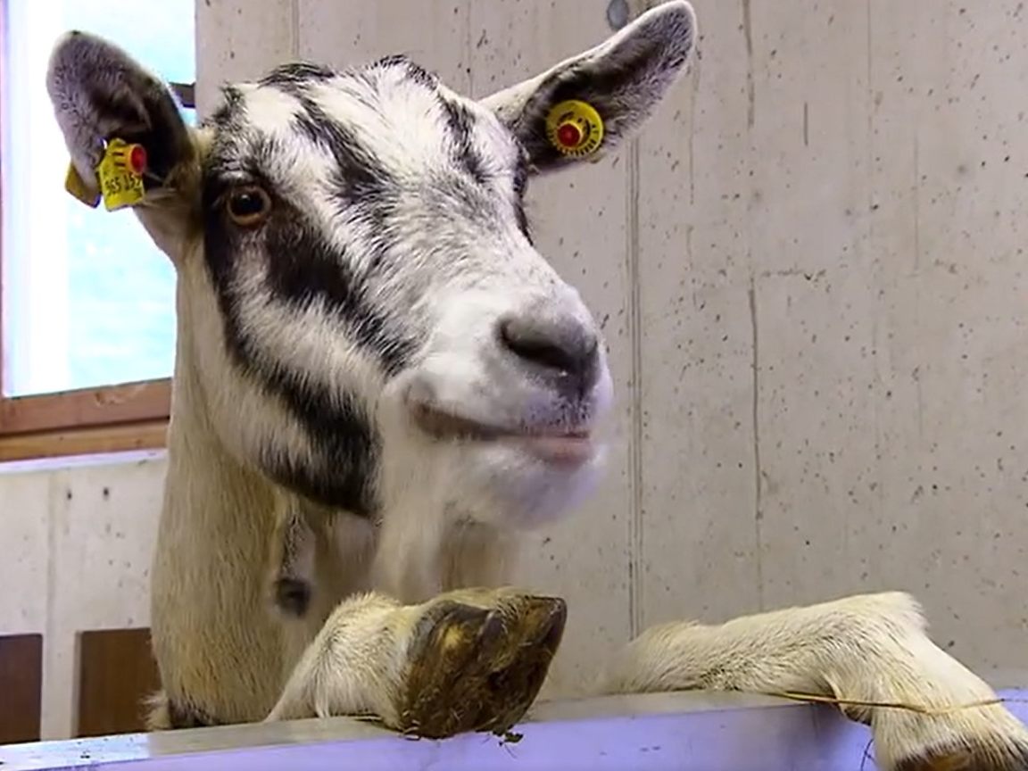 In Tirol ist eine Ziegenherde spurlos verschwunden. Nur ein Tier ist wieder aufgetaucht. In Tirol ist eine Ziegenherde spurlos verschwunden. Nur ein Tier ist wieder aufgetaucht.