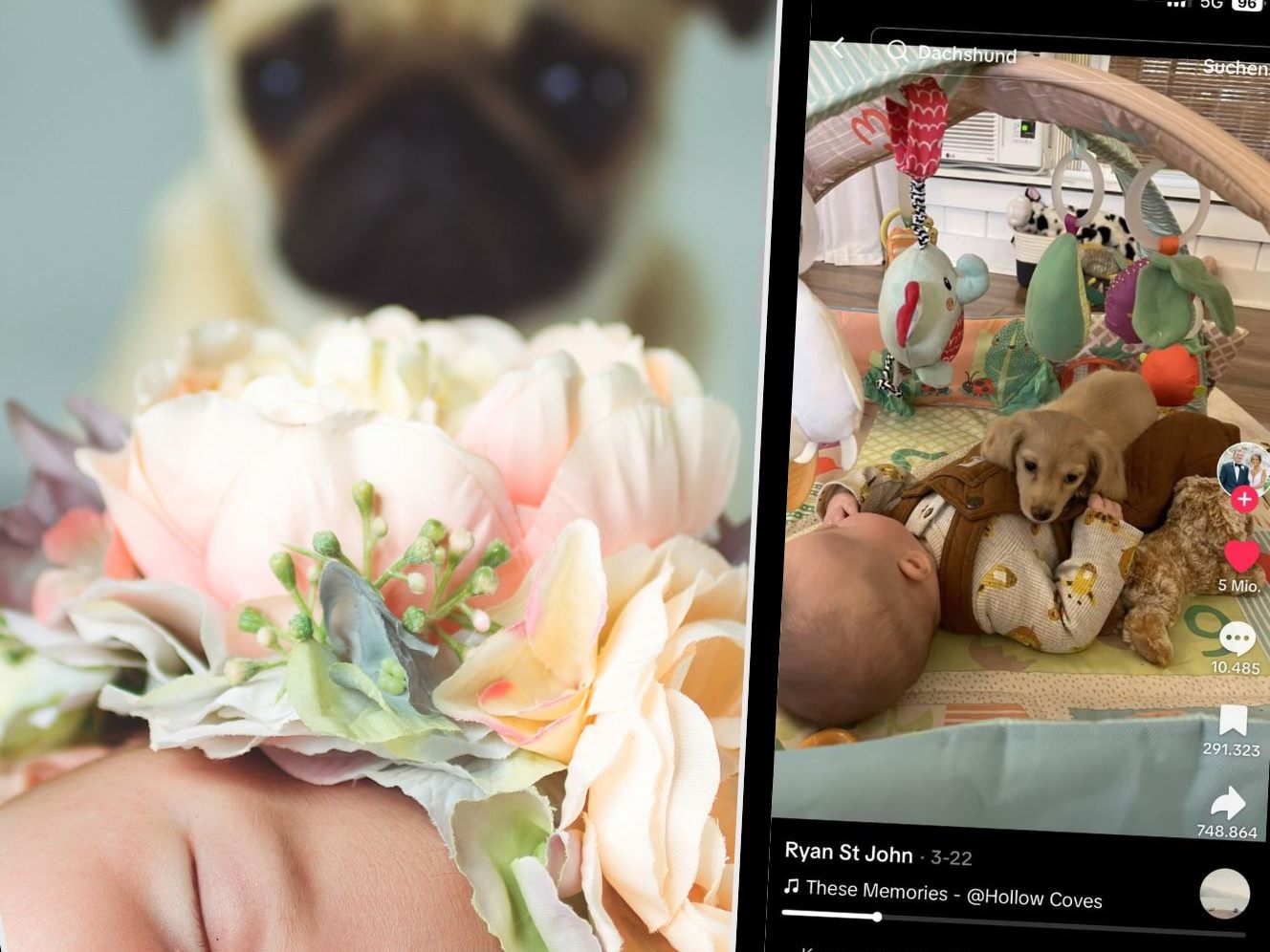 Das TikTok-Video zeigt berührende Momente zwischen einem Baby und seinem Welpen. Das TikTok-Video zeigt berührende Momente zwischen einem Baby und seinem Welpen.