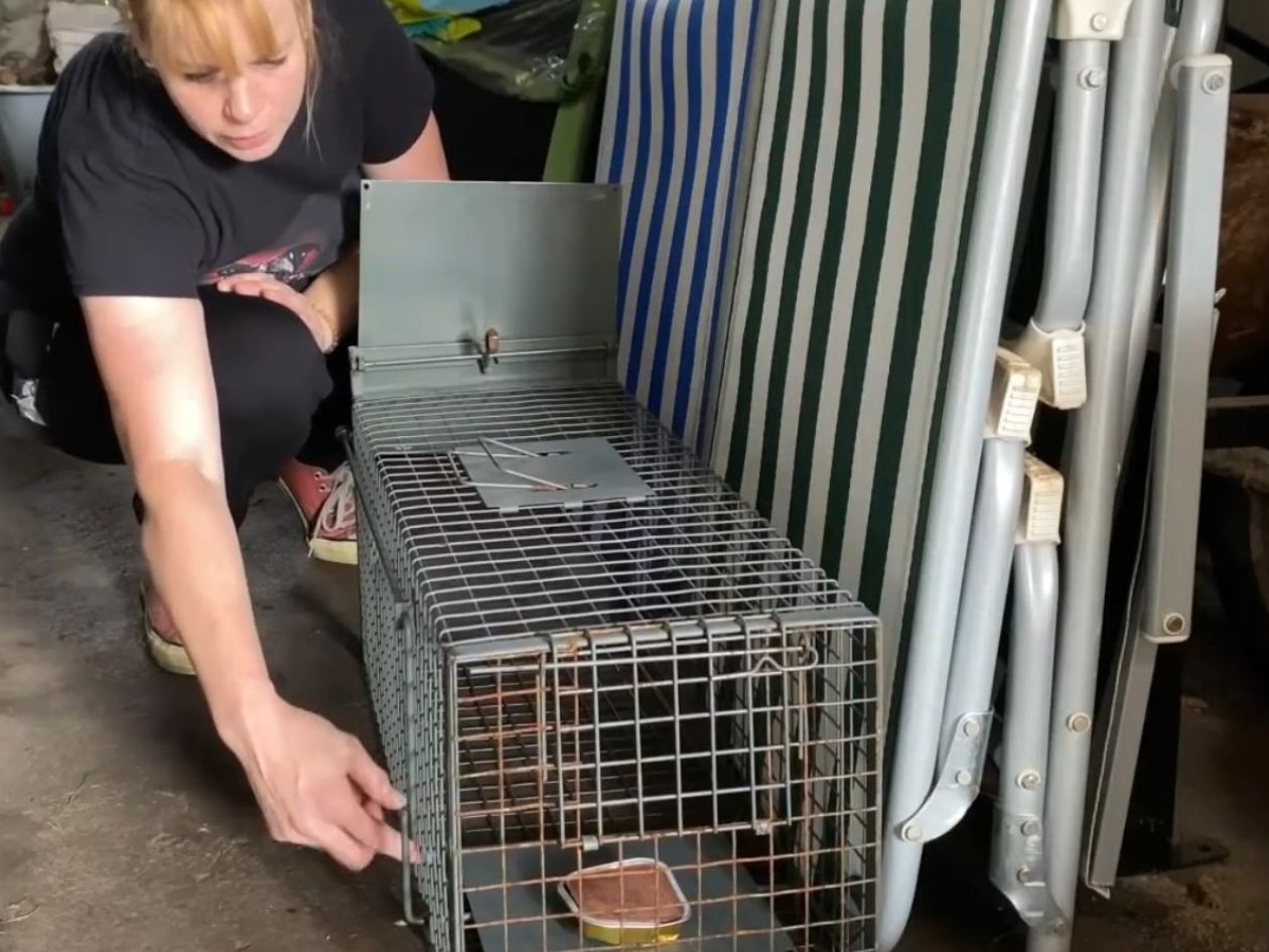 Der Tierschutzverein Rankweil berichtet von einem drastischen Anstieg der Katzenpopulationen. Der Tierschutzverein Rankweil berichtet von einem drastischen Anstieg der Katzenpopulationen.