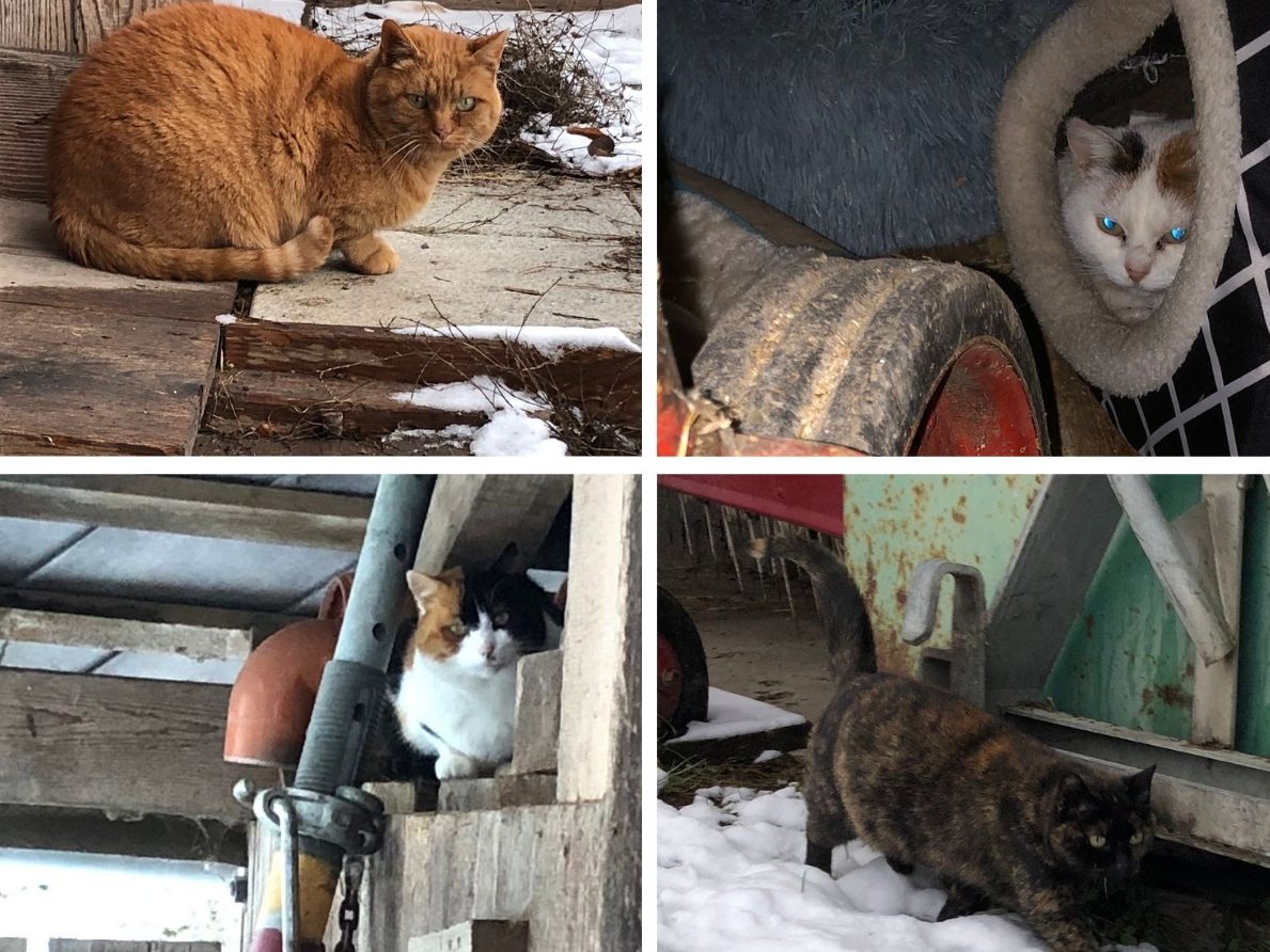 20 Samtpfoten suchen ein liebevolles Zuhause, nachdem ihr Besitzer Anfang des Jahres verstarb. 20 Samtpfoten suchen ein liebevolles Zuhause, nachdem ihr Besitzer Anfang des Jahres verstarb.