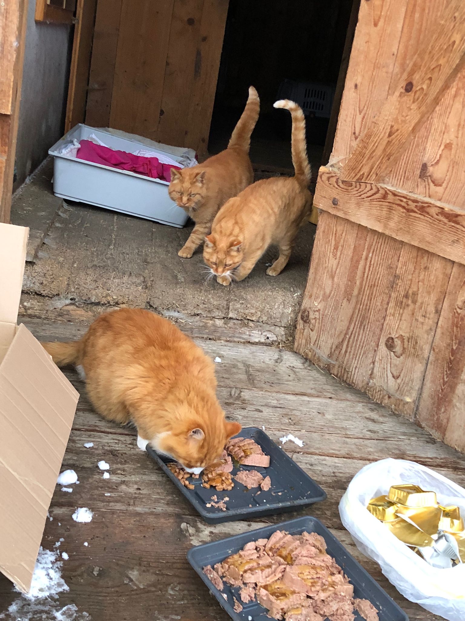 Aktuell werden die Tiere von einer Freiwilligen gefüttert. Aktuell werden die Tiere von einer Freiwilligen gefüttert.