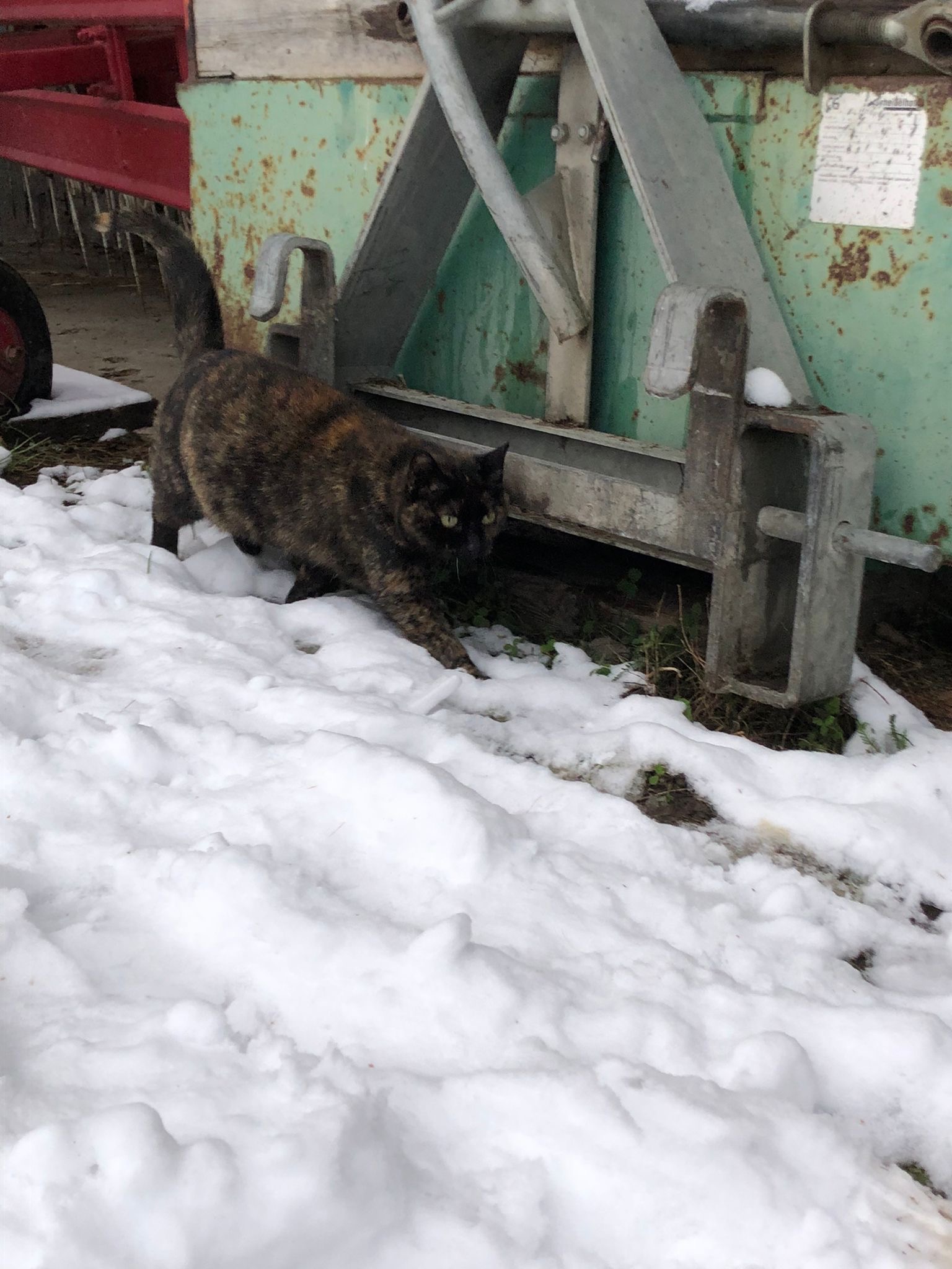 Die Katzen suchen ein liebevolles Zuhause mit späterem Freigang. Die Katzen suchen ein liebevolles Zuhause mit späterem Freigang.