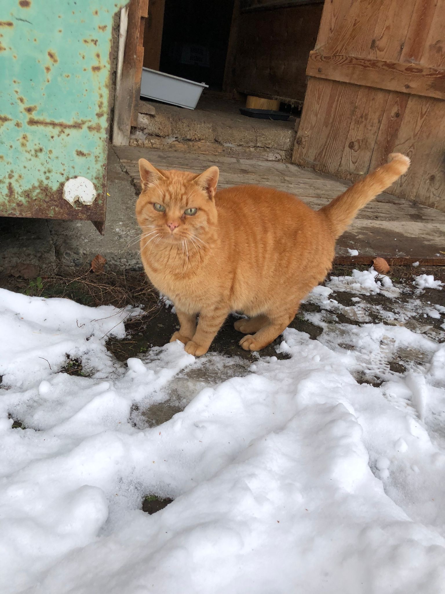 Ein Blick voller Hoffnung: Diese Katze wartet sehnsüchtig auf ein warmes Zuhause. Ein Blick voller Hoffnung: Diese Katze wartet sehnsüchtig auf ein warmes Zuhause.
