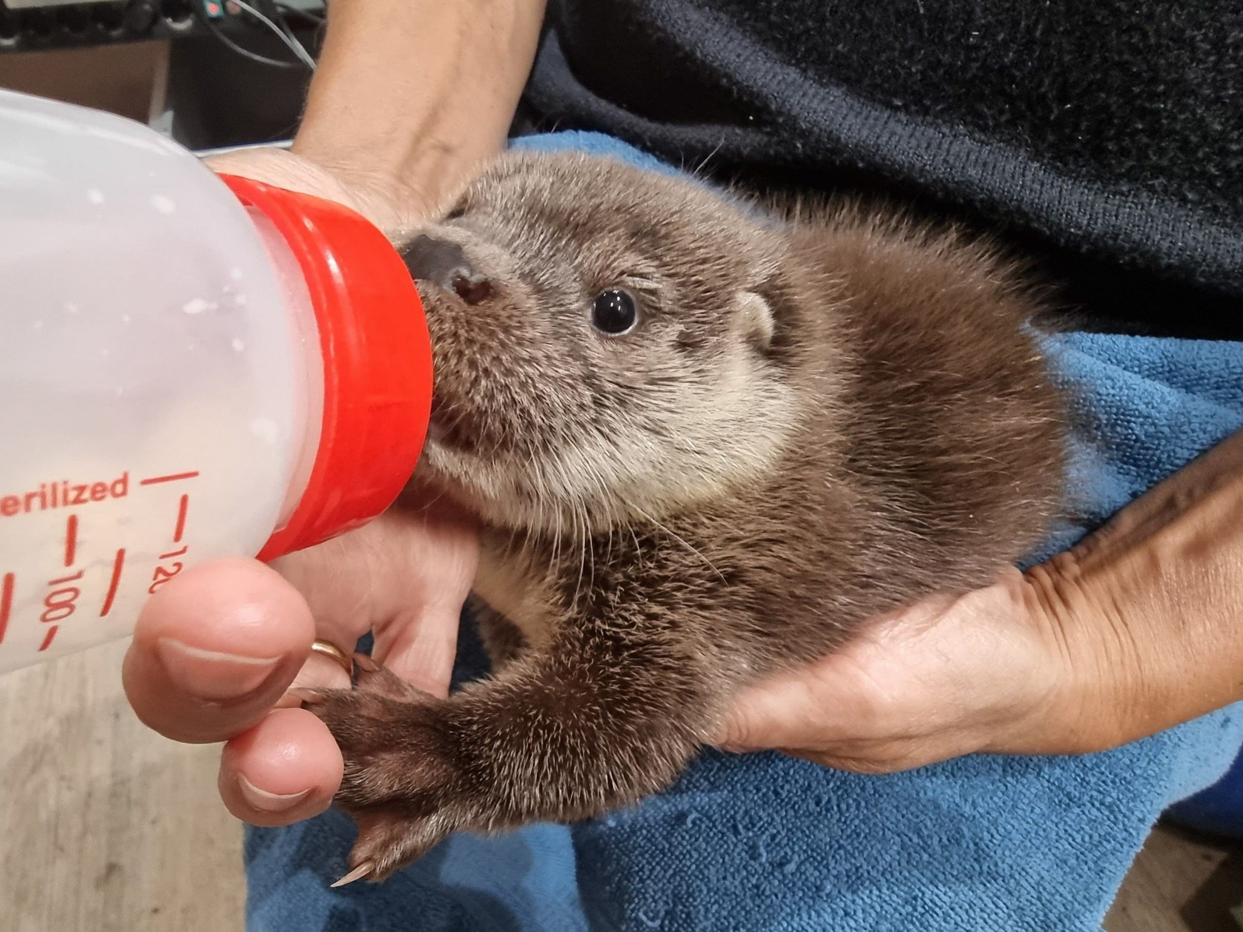 Die Otterbabys sollen nicht für immer in der EGS Haringsee bleiben: Die Auswilderung stellt das Ziel dar.