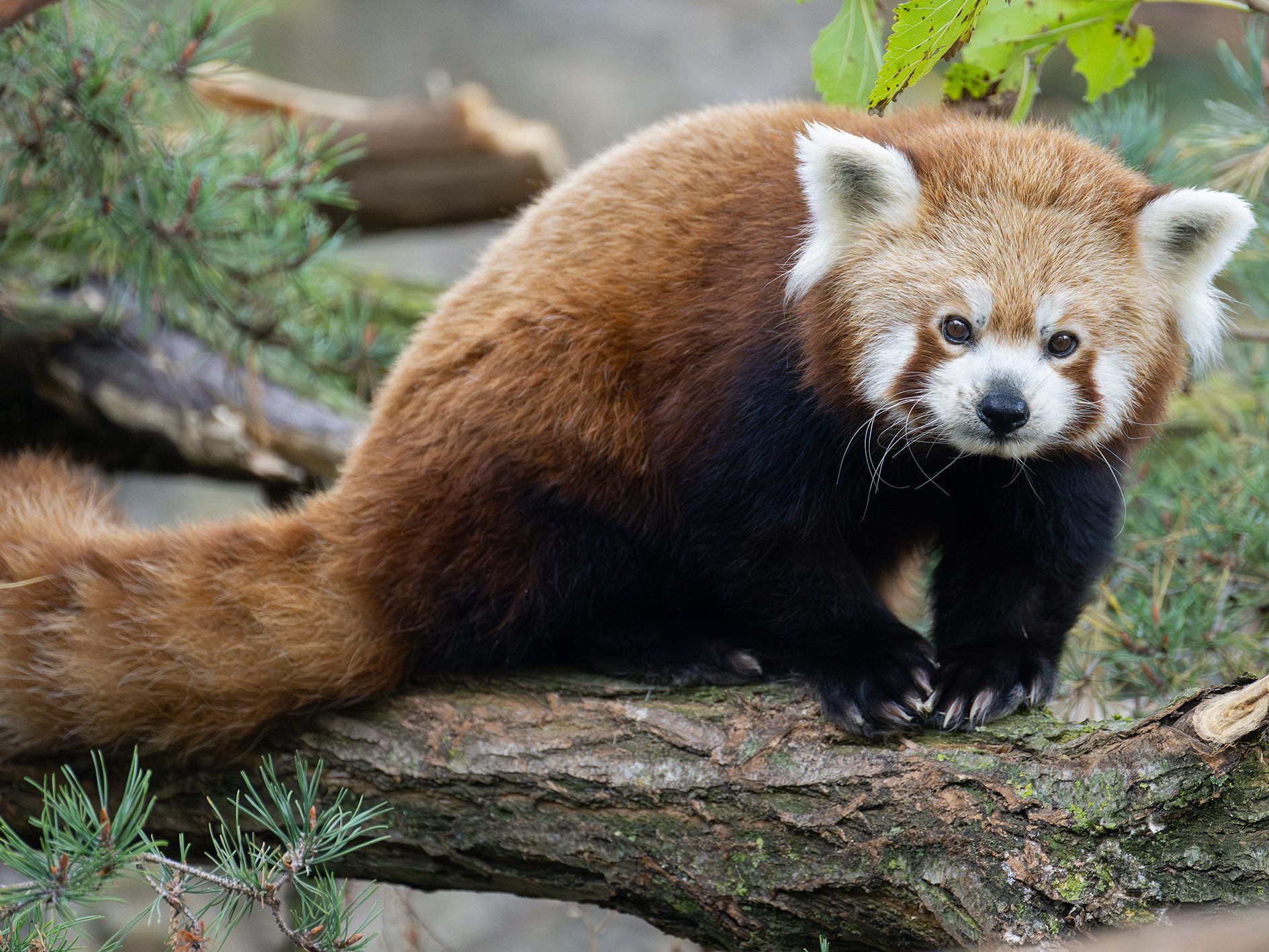 Das Foto zeigt einen Roten Panda.