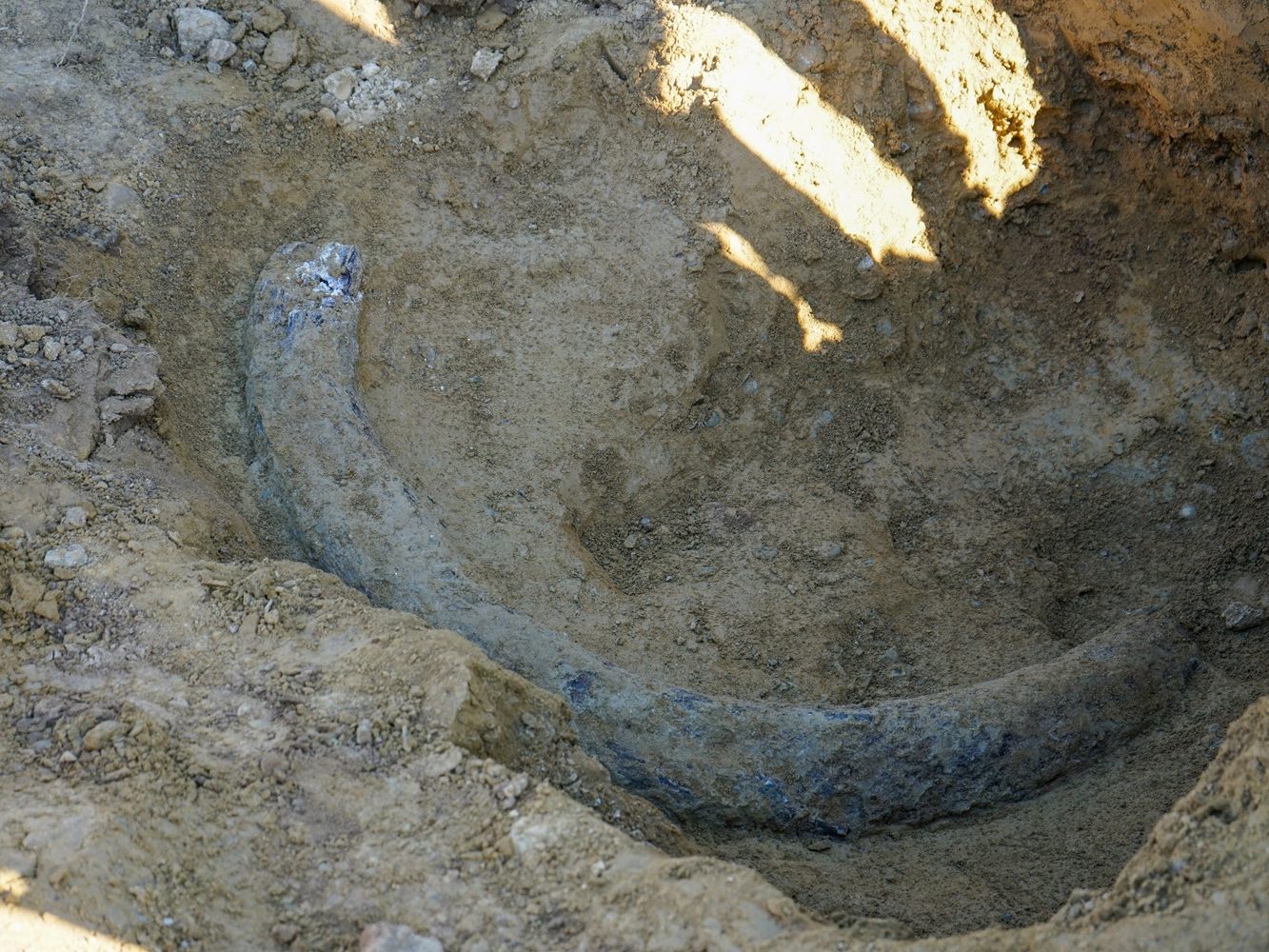 Stoßzahn-Fund in Mattersburg im Burgenland.
