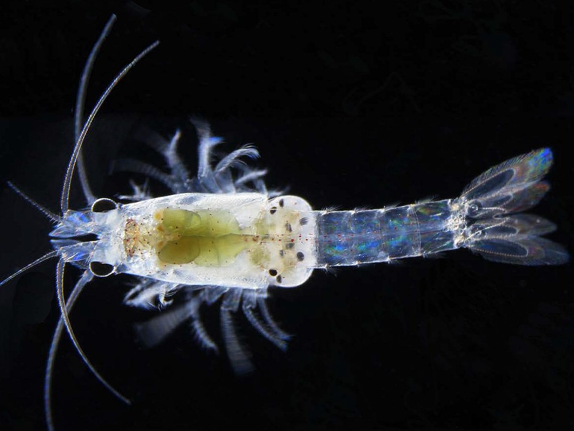 Die Garnelen stammen aus dem Großen Barriereriff in Australien. Die Garnelen stammen aus dem Großen Barriereriff in Australien.