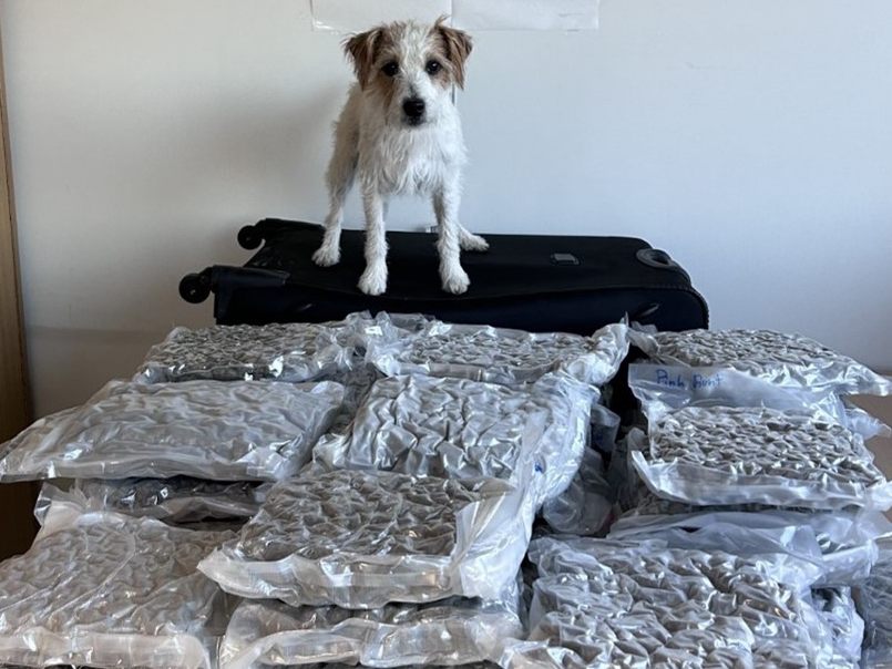 600 Kilo Cannabiskraut wurden am Flughafen Wien entdeckt. 600 Kilo Cannabiskraut wurden am Flughafen Wien entdeckt.