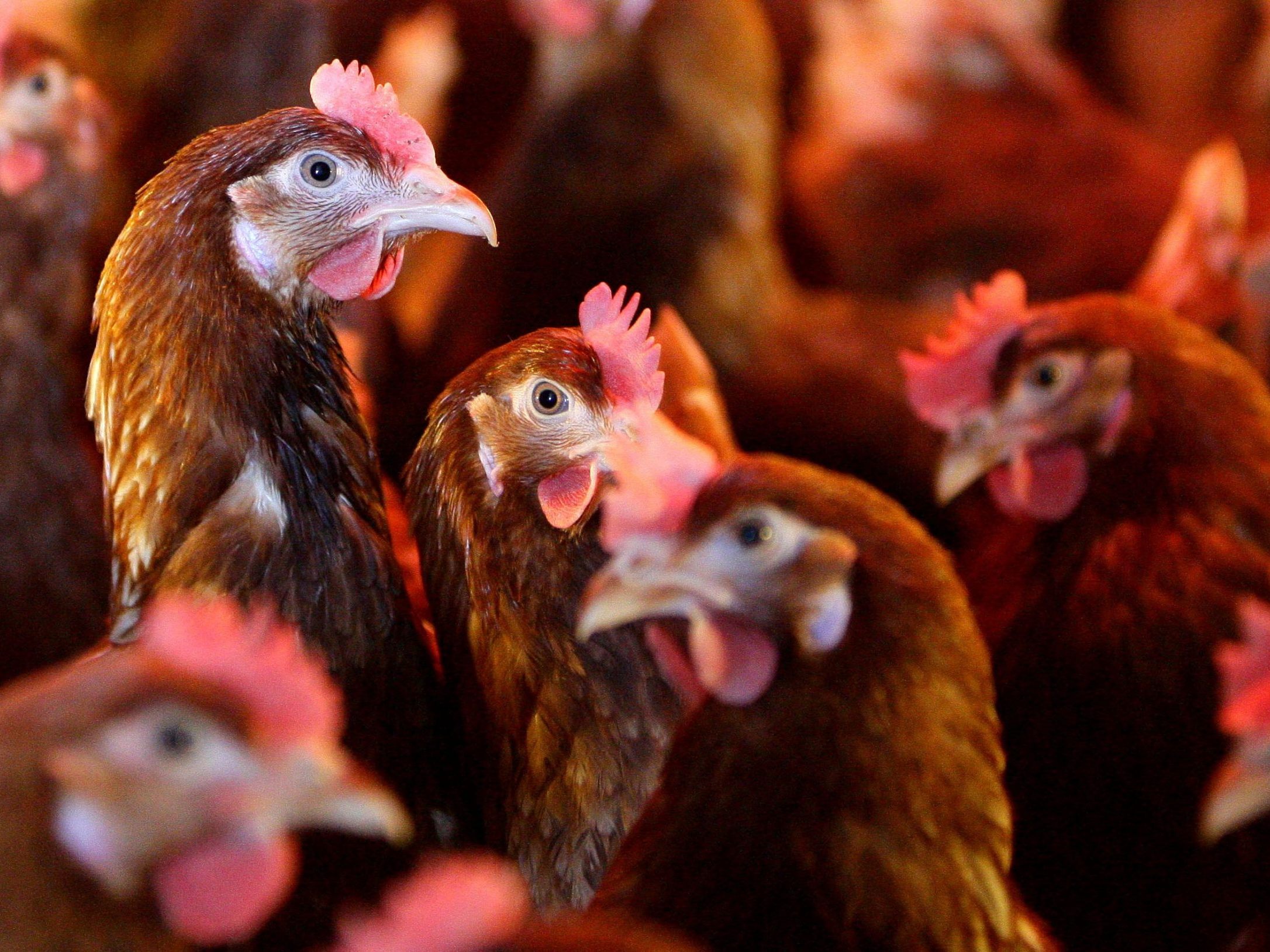 Ganz Österreich ist Gebiet mit erhöhtem Vogelgrippe-Risiko.