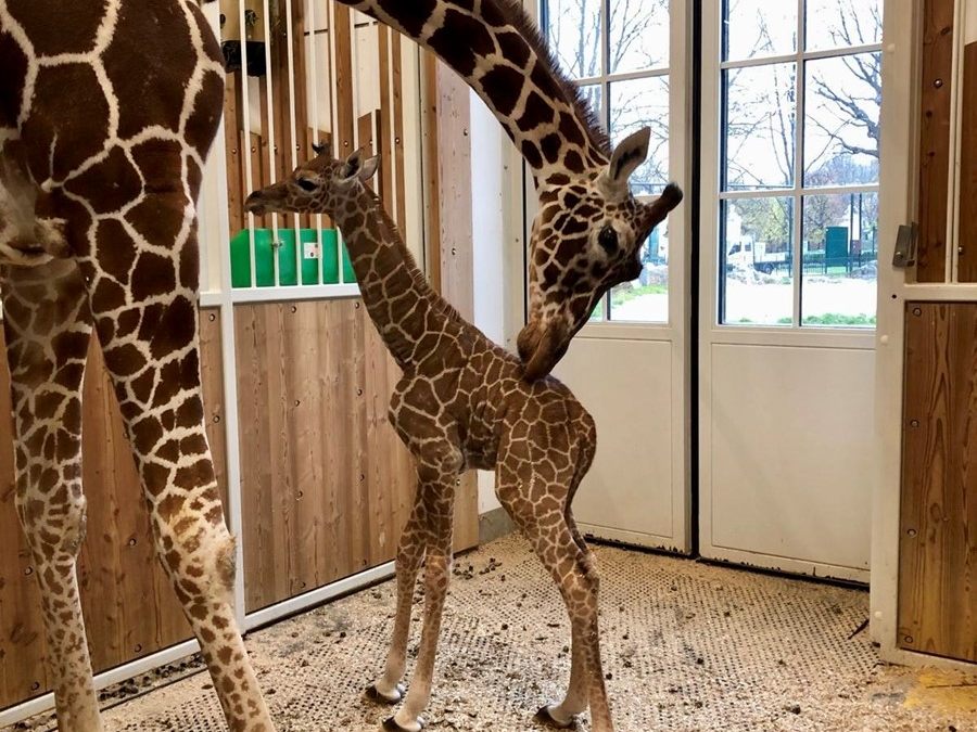 Das Giraffen-Jungtier im Wiener Tiergarten Schönbrunn noch nicht einmal ein Monat alt. Das Giraffen-Jungtier im Wiener Tiergarten Schönbrunn noch nicht einmal ein Monat alt.