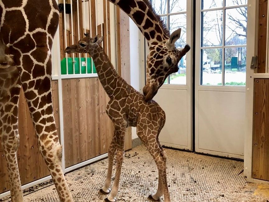 Auch international freut man sich dem Zoo zufolge über den Schönbrunner Nachwuchs.