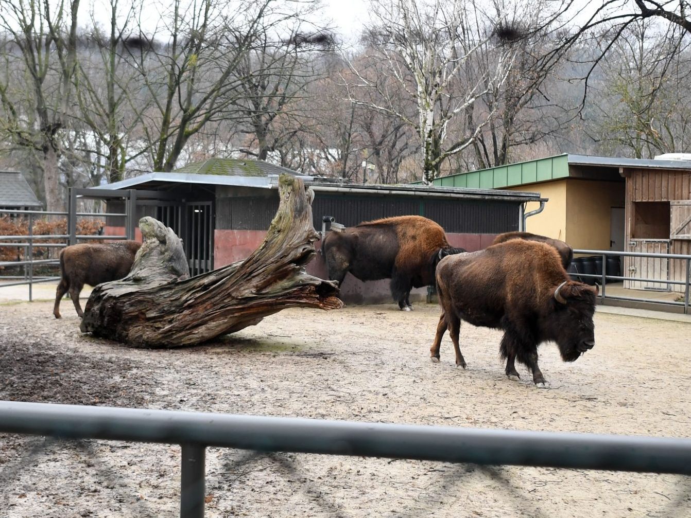 In den kommenden Jahren wird es im Tiergarten Schönbrunn keine Bisons mehr zu sehen geben. In den kommenden Jahren wird es im Tiergarten Schönbrunn keine Bisons mehr zu sehen geben.