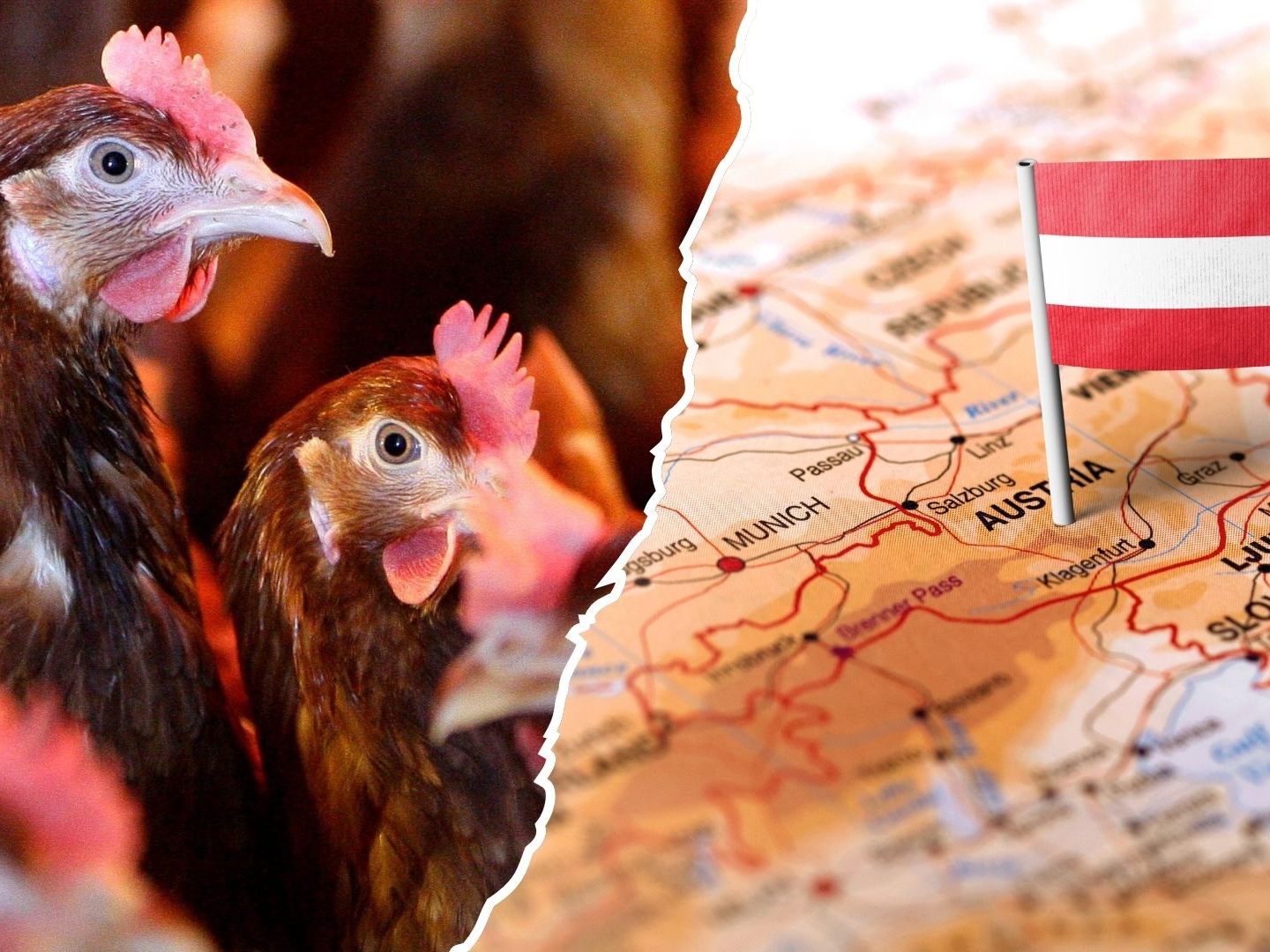 Zuletzt wurden neue Vogelgrippe-Fälle festgestellt.