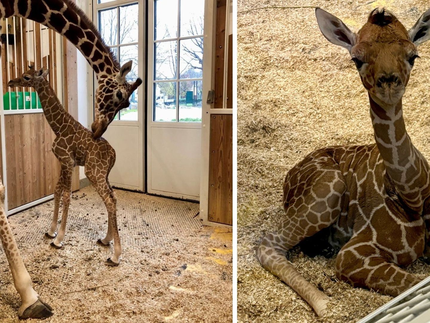 Man ist vorsichtig zuversichtlich beim Giraffen-Baby im Wiener Tiergarten Schönbrunn.