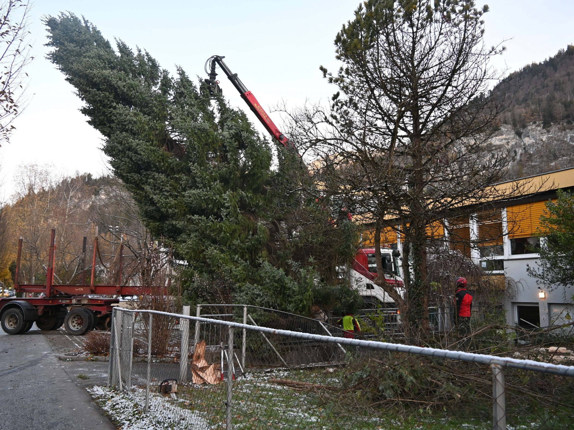 Der Weihnachtsbaum vor dem Landhaus in Bregenz kommt heuer aus Bluden