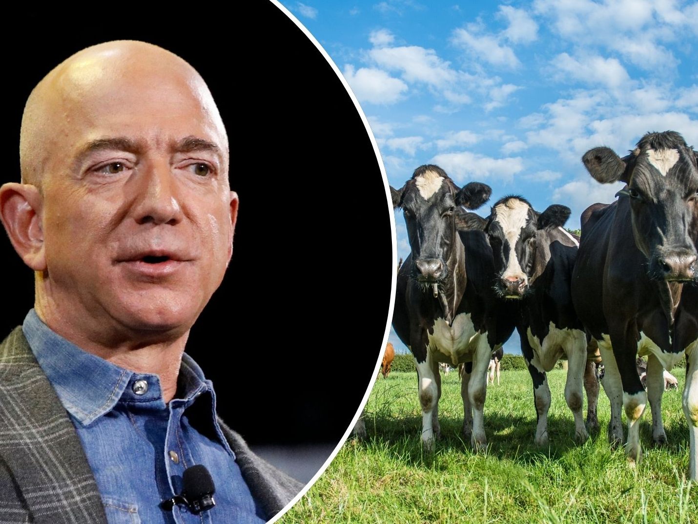 Bezos investiert in ein spezielles Projekt – Kühe spielen dabei eine kuriose Rolle. Bezos investiert in ein spezielles Projekt – Kühe spielen dabei eine kuriose Rolle.