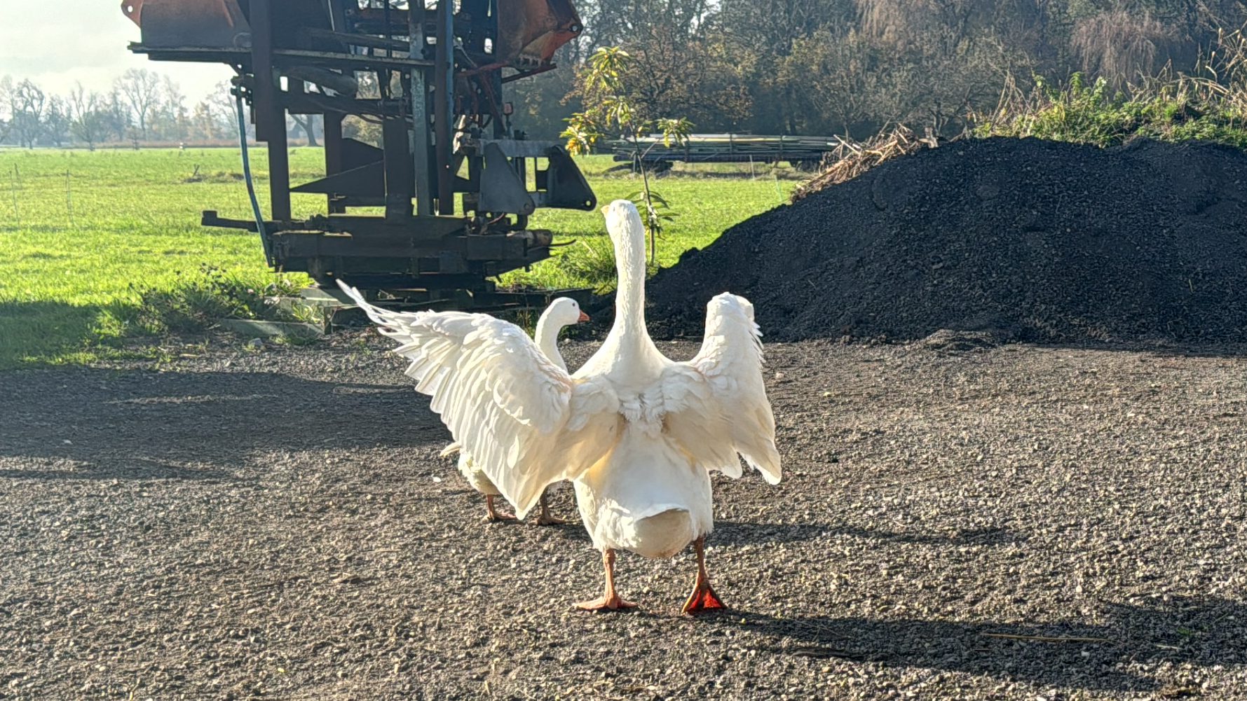 Zu Besuch bei Ganter Eduard: Auch er freut sich schon "gans" verrückt auf den Martinimarkt. Zu Besuch bei Ganter Eduard: Auch er freut sich schon "gans" verrückt auf den Martinimarkt.