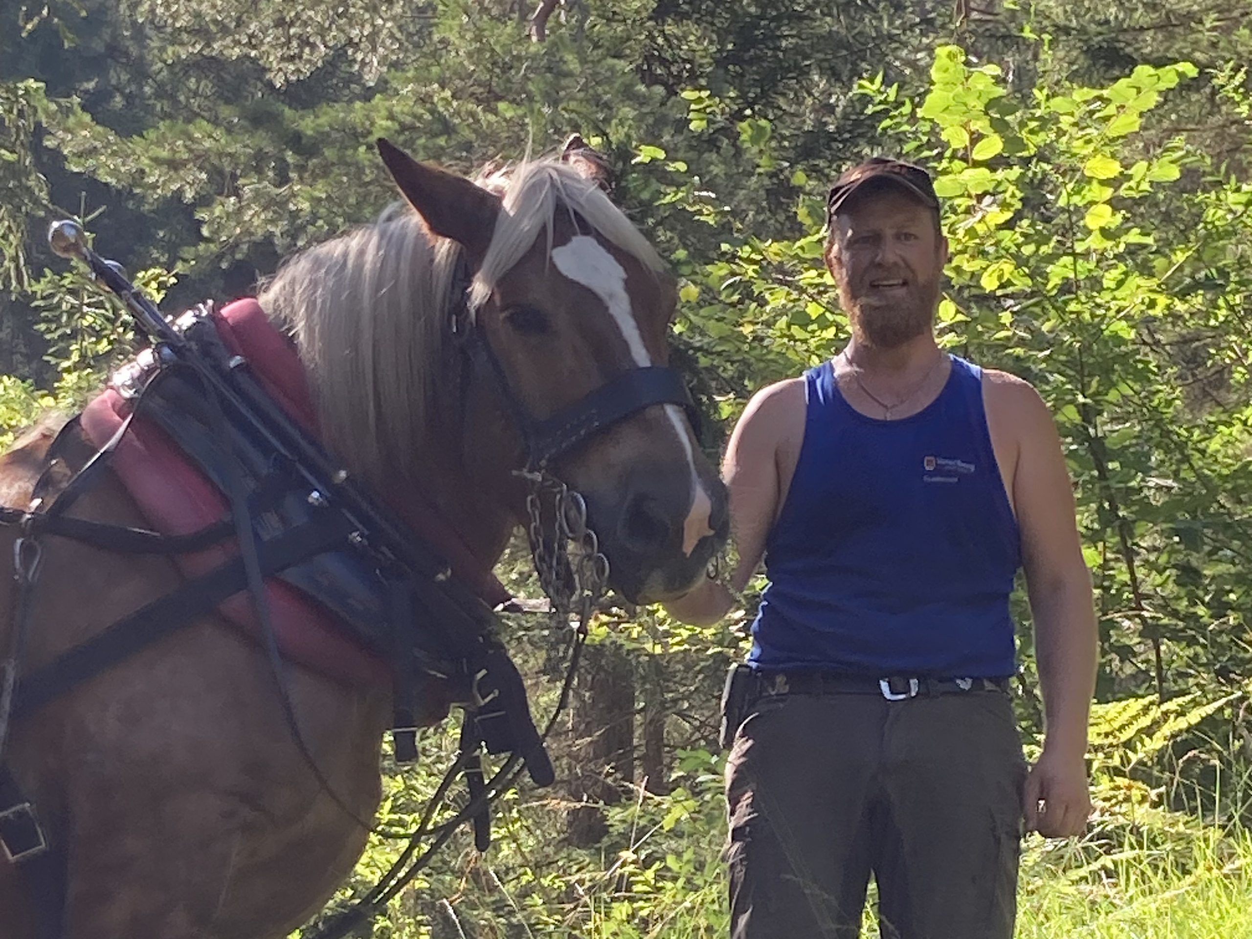 Stefan Nenning und sein Noriker Primus sind ein Team, das Tradition und Nachhaltigkeit beim Arbeiten im Wald vereint.