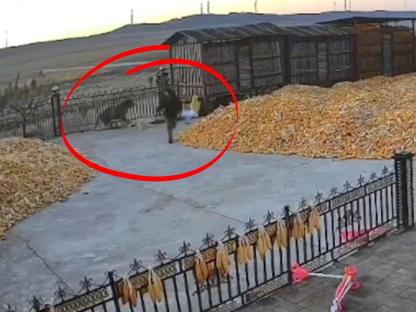 Nur das Tor zur Hofeinfahrt dürfte dem Mann das Leben gerettet haben. Nur das Tor zur Hofeinfahrt dürfte dem Mann das Leben gerettet haben.