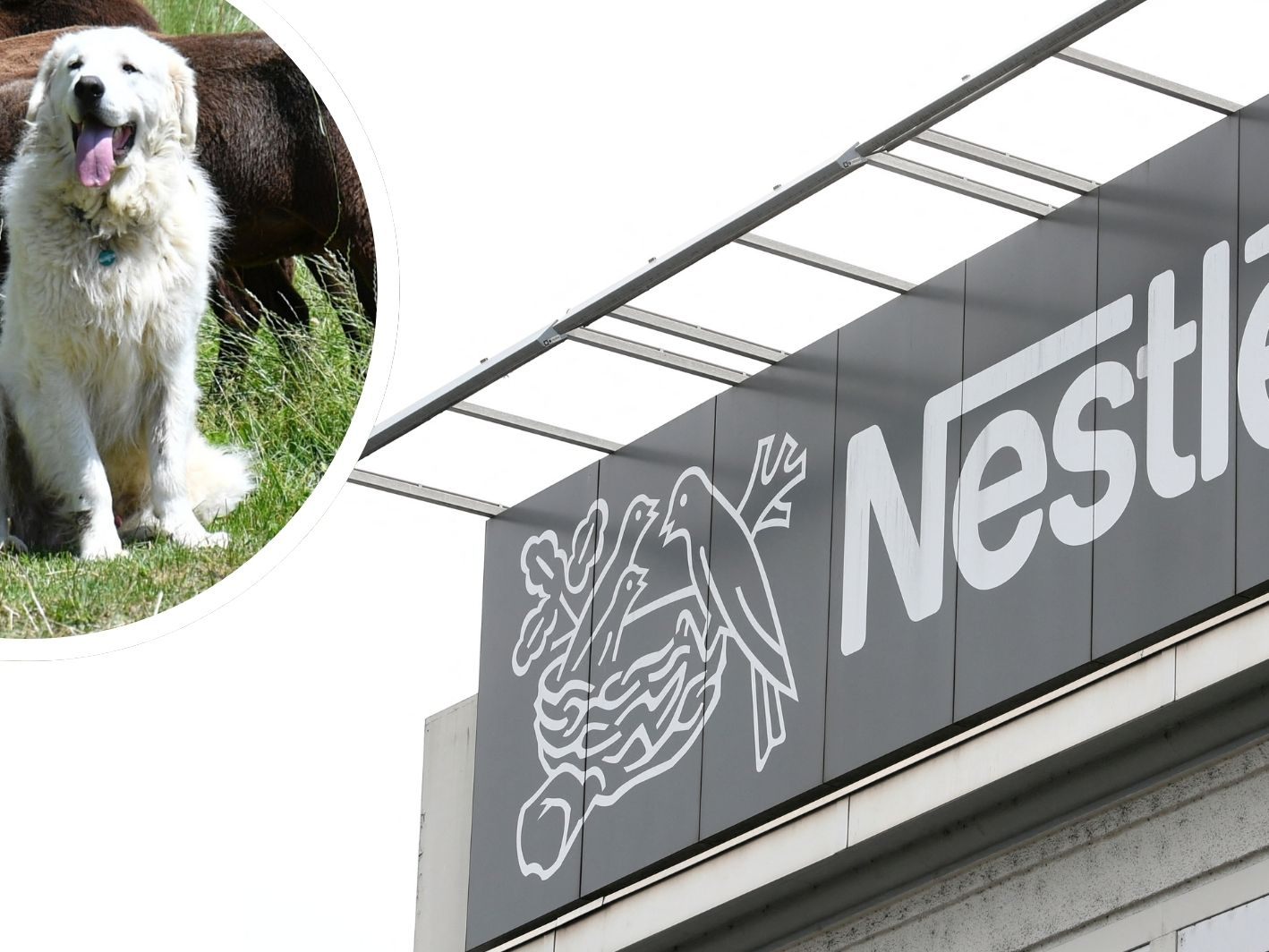 Nestle