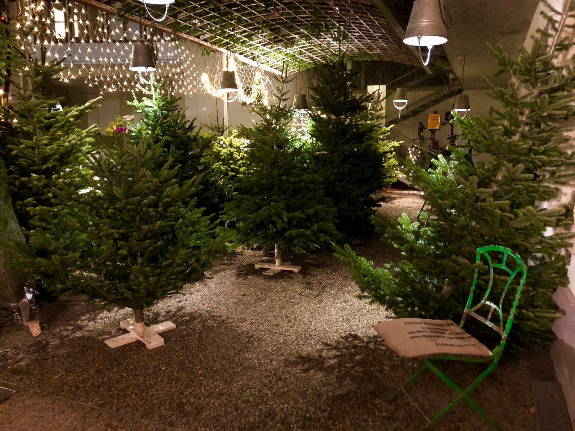 Christbaumverkauf in der VinziRast 2024 Christbaumverkauf in der VinziRast 2024