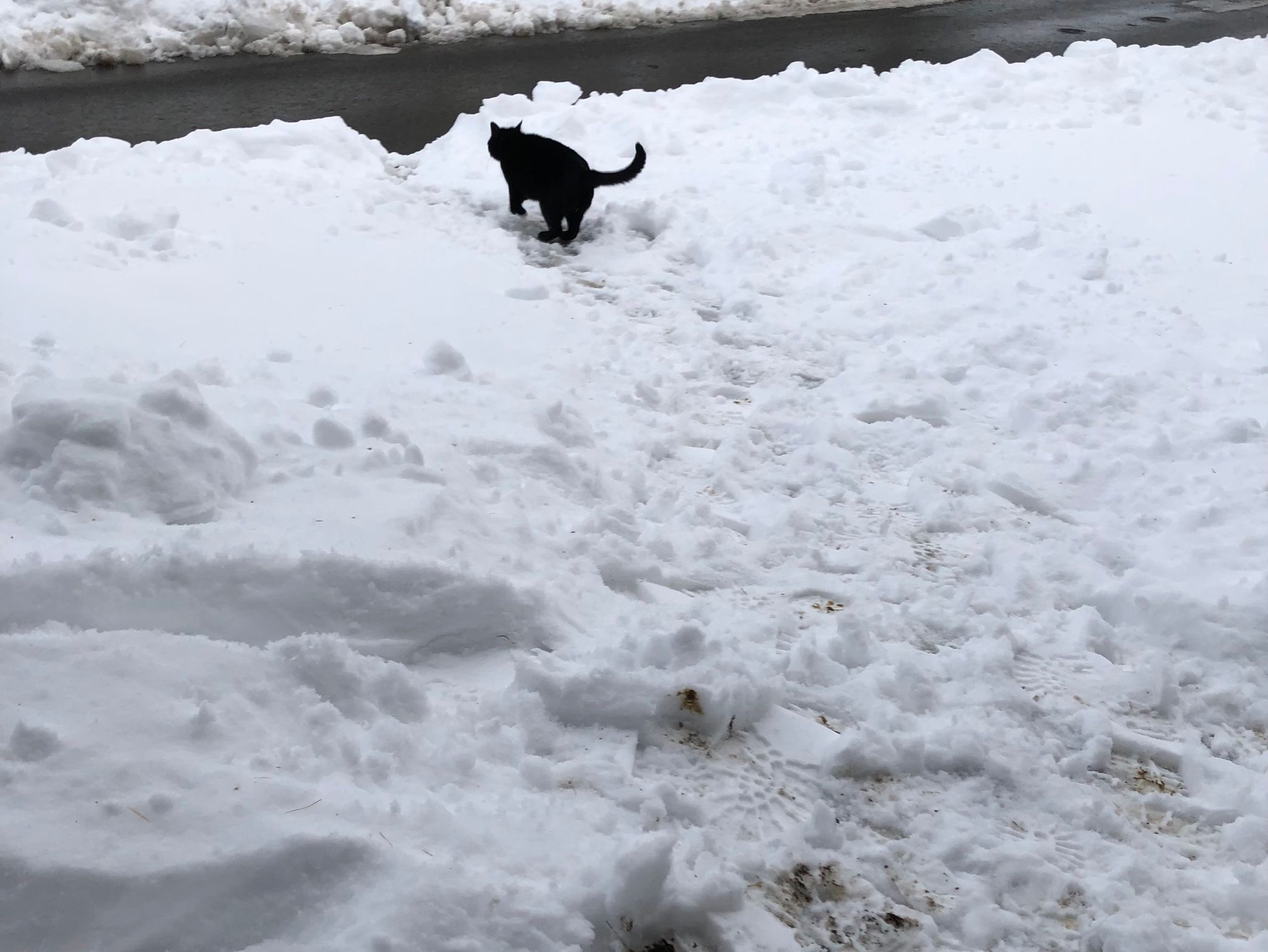 Aktuell schlagen sich die Katzen mehr oder weniger alleine durch den kalten Winter. Aktuell schlagen sich die Katzen mehr oder weniger alleine durch den kalten Winter.