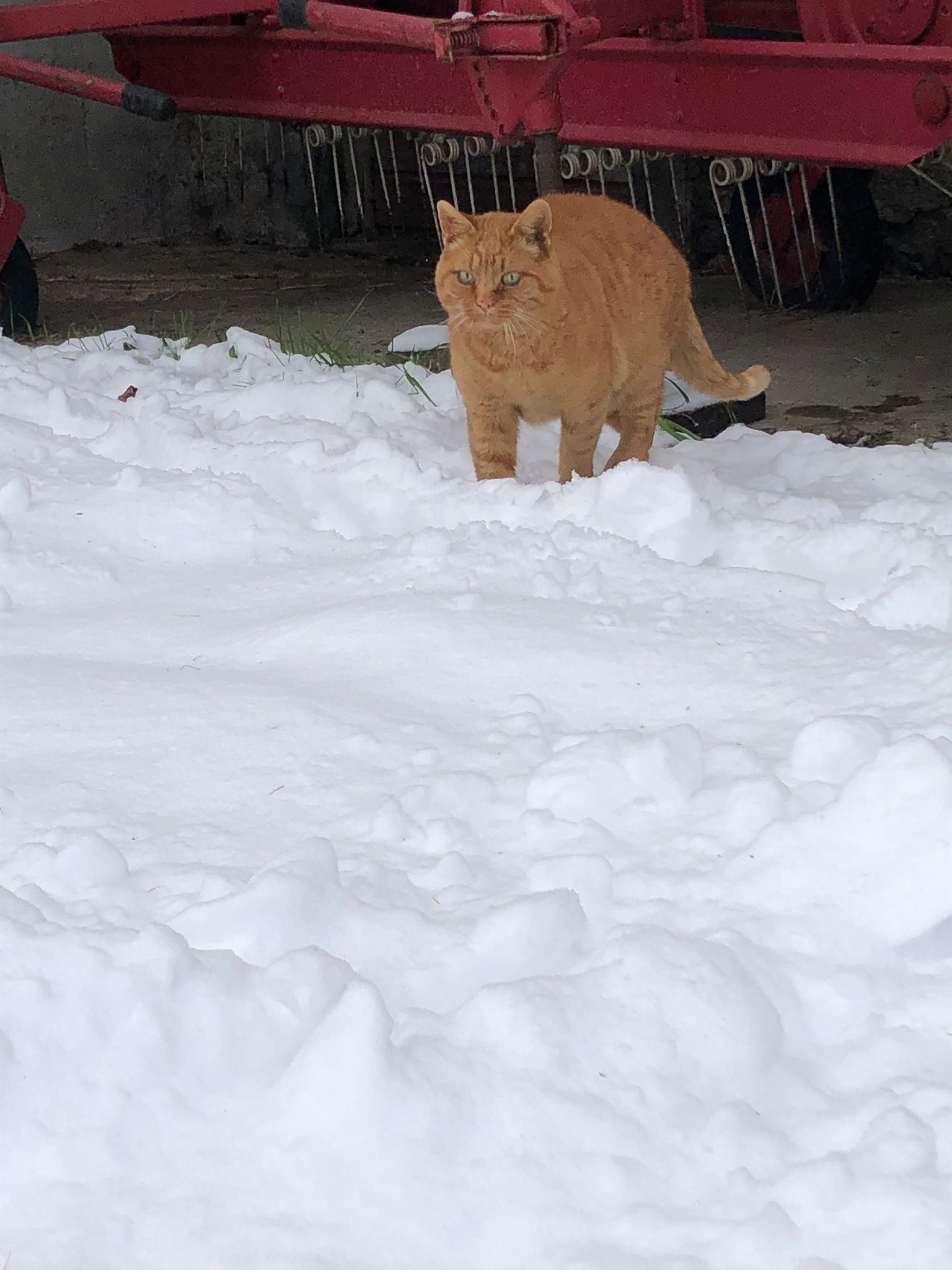 Wer kann diesen Katzen ein neues Zuhause geben? Wer kann diesen Katzen ein neues Zuhause geben?