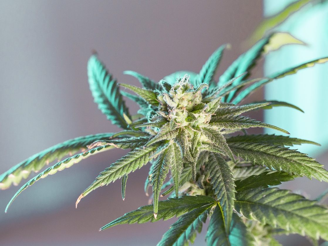 Vier Kilo Cannabis soll ein Teenager in NÖ und Wien verkauft haben. Vier Kilo Cannabis soll ein Teenager in NÖ und Wien verkauft haben.