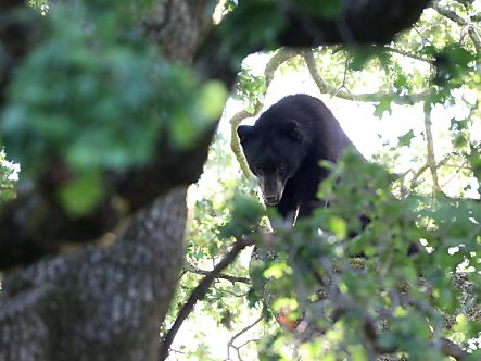 Das Tier wurde von einer Gruppe Jäger auf einen Baum gejagt und beschossen. (Symbolbild)