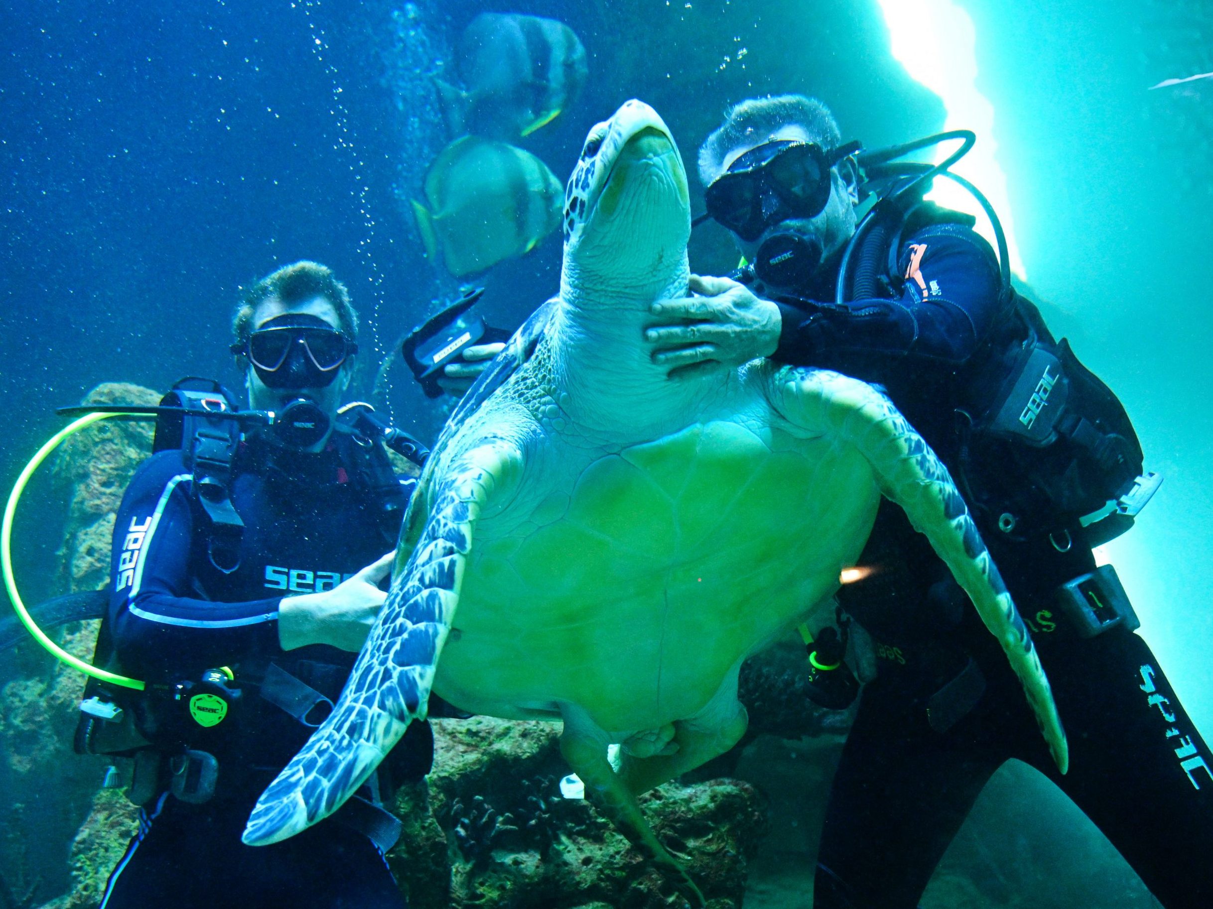 Der bisherige Direktor des Haus des Meeres, Michael Mitic (r.), und sein Nachfolger Jeff Schreiner mit Wasserschildkröte "Puppi". Der bisherige Direktor des Haus des Meeres, Michael Mitic (r.), und sein Nachfolger Jeff Schreiner mit Wasserschildkröte "Puppi".