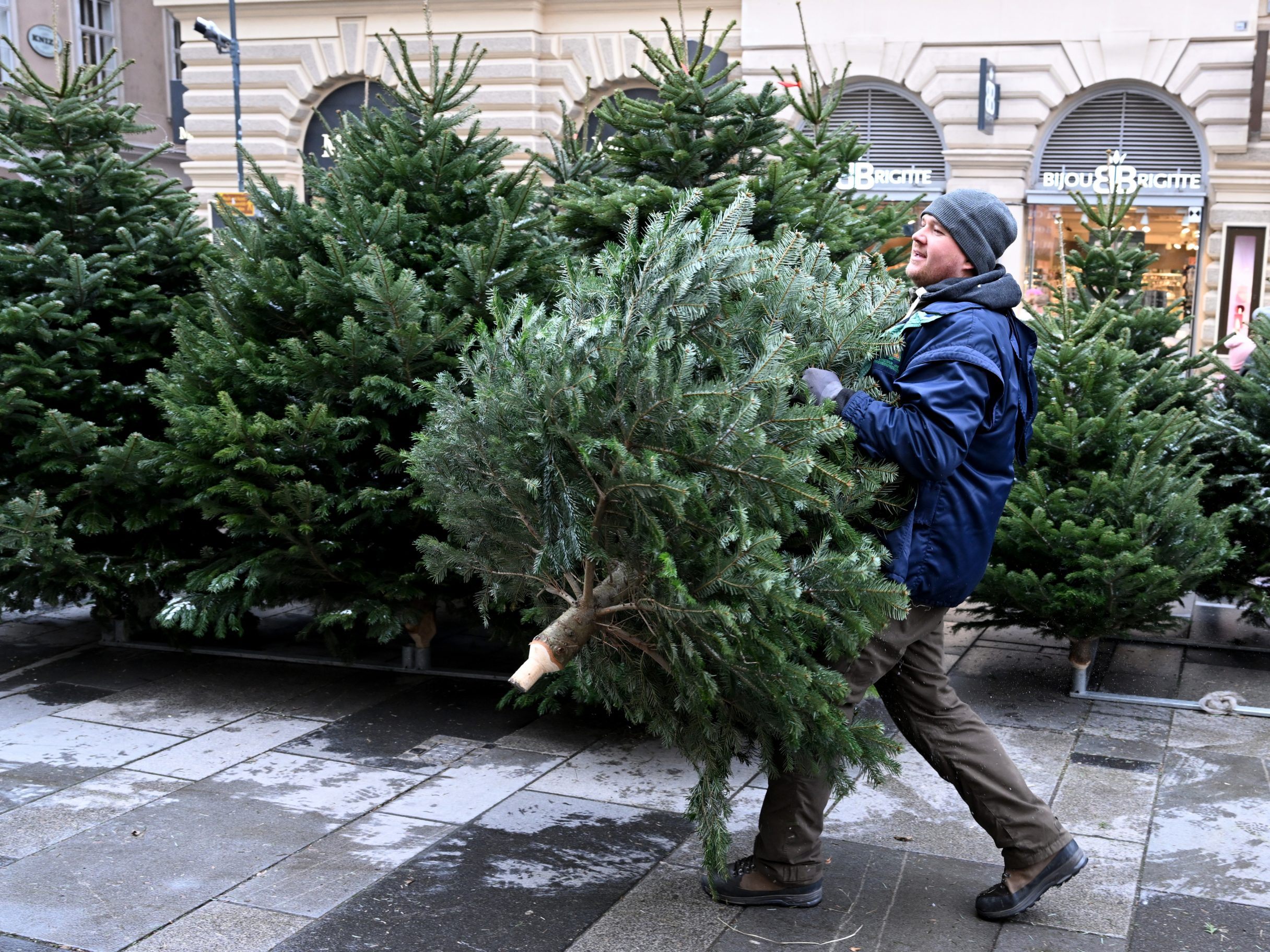 Wer eine große Auswahl haben möchte, sollte nicht zu lange mit dem Christbaum-Kauf warten.