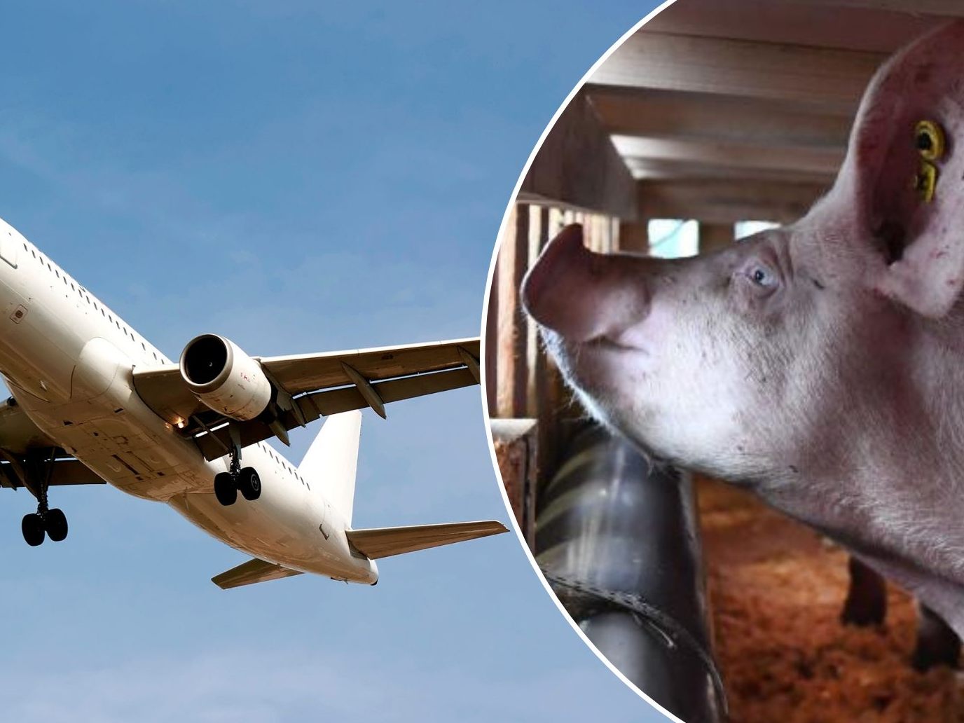 Dieser Flug nahm für die Passagiere eine unerwartete Wendung.