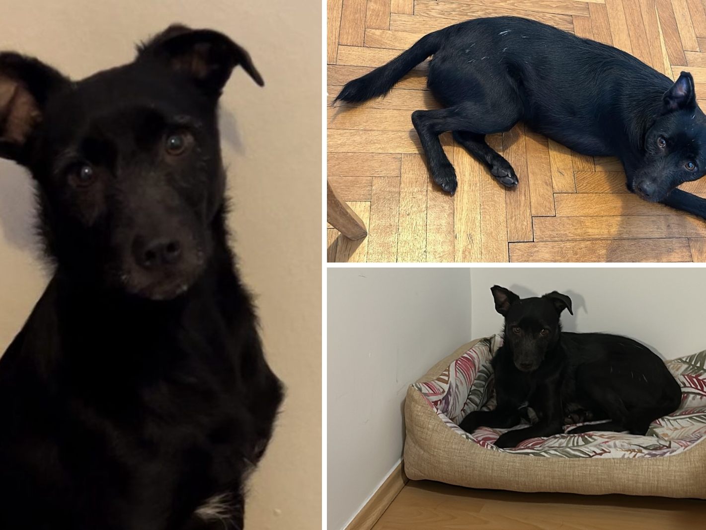 Alfie wurde wohlauf am Eichenberg gefunden!