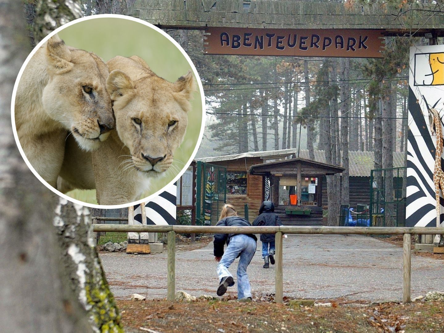 Die Löwinnen Anna und Kiara waren Teil eines Rudels im damaligen Safaripark Gänserndorf.