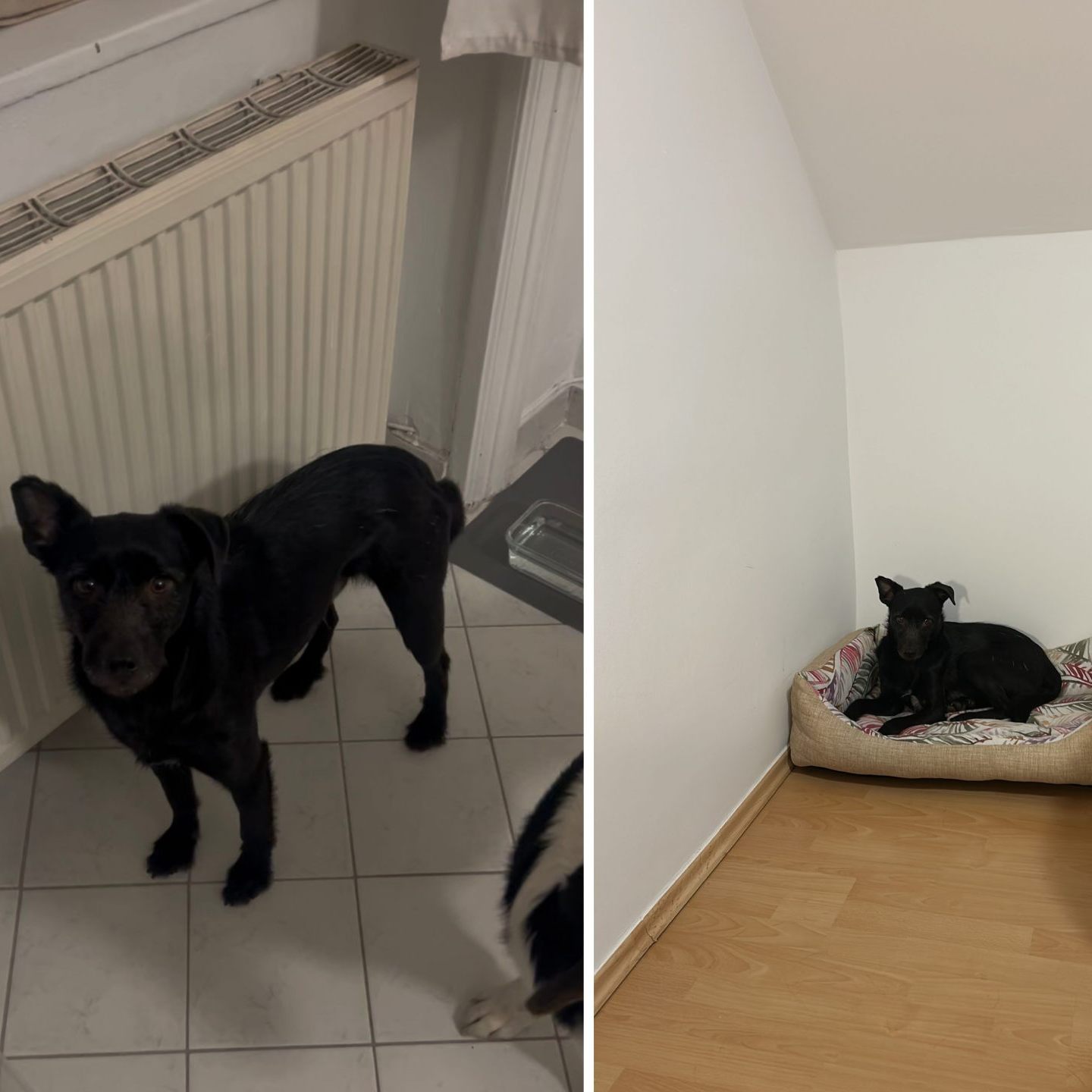 Alfie hat sich am Montag auf die Autobahn verirrt und wird nun gesucht.