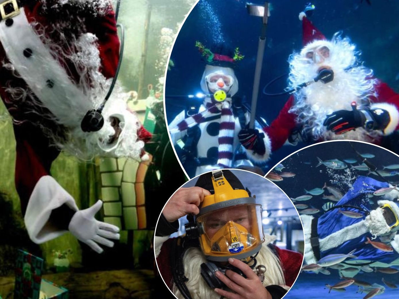 In verschiedenen Aquarien rund um die Welt schwimmen als Weihnachtsmänner verkleidete Taucher:innen mit Fischen.