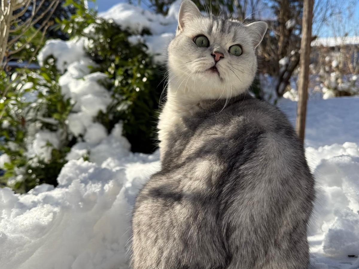 Arya