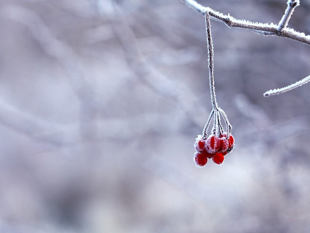 Winterwetter herrscht diese Woche in Österreich.