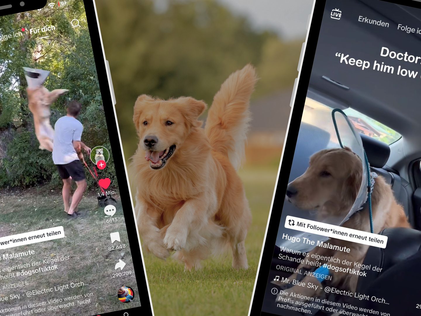 Ein TikTok-Video zeigt einen Golden Retriever, der trotz tierärztlicher Anweisung voller Energie herumtollt, seinen Besitzer tackelt und dabei für Unterhaltung sorgt. Ein TikTok-Video zeigt einen Golden Retriever, der trotz tierärztlicher Anweisung voller Energie herumtollt, seinen Besitzer tackelt und dabei für Unterhaltung sorgt.