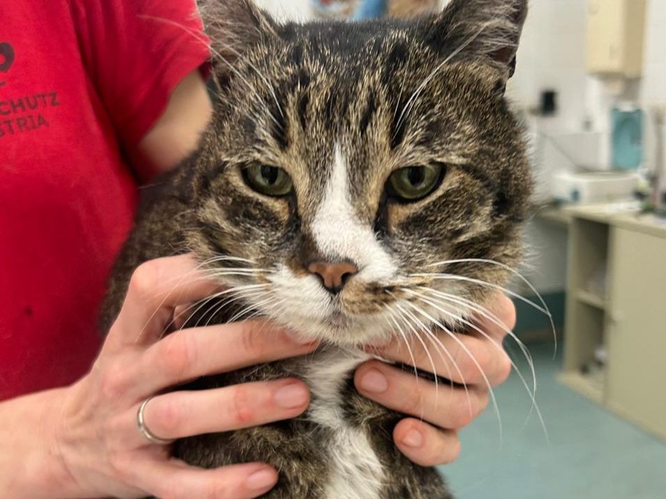Kater Pancho fand nach drei Jahren wieder zu seiner Familie zurück.