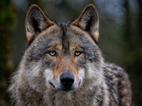 Der Schutzstatus von Wölfen wurde herabgesenkt. Dagegen wurde nun geklagt.