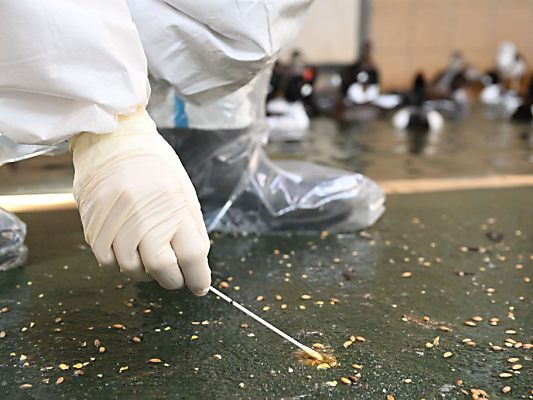 Kotprobenentnahme wegen Verdacht auf Vogelgrippe Kotprobenentnahme wegen Verdacht auf Vogelgrippe
