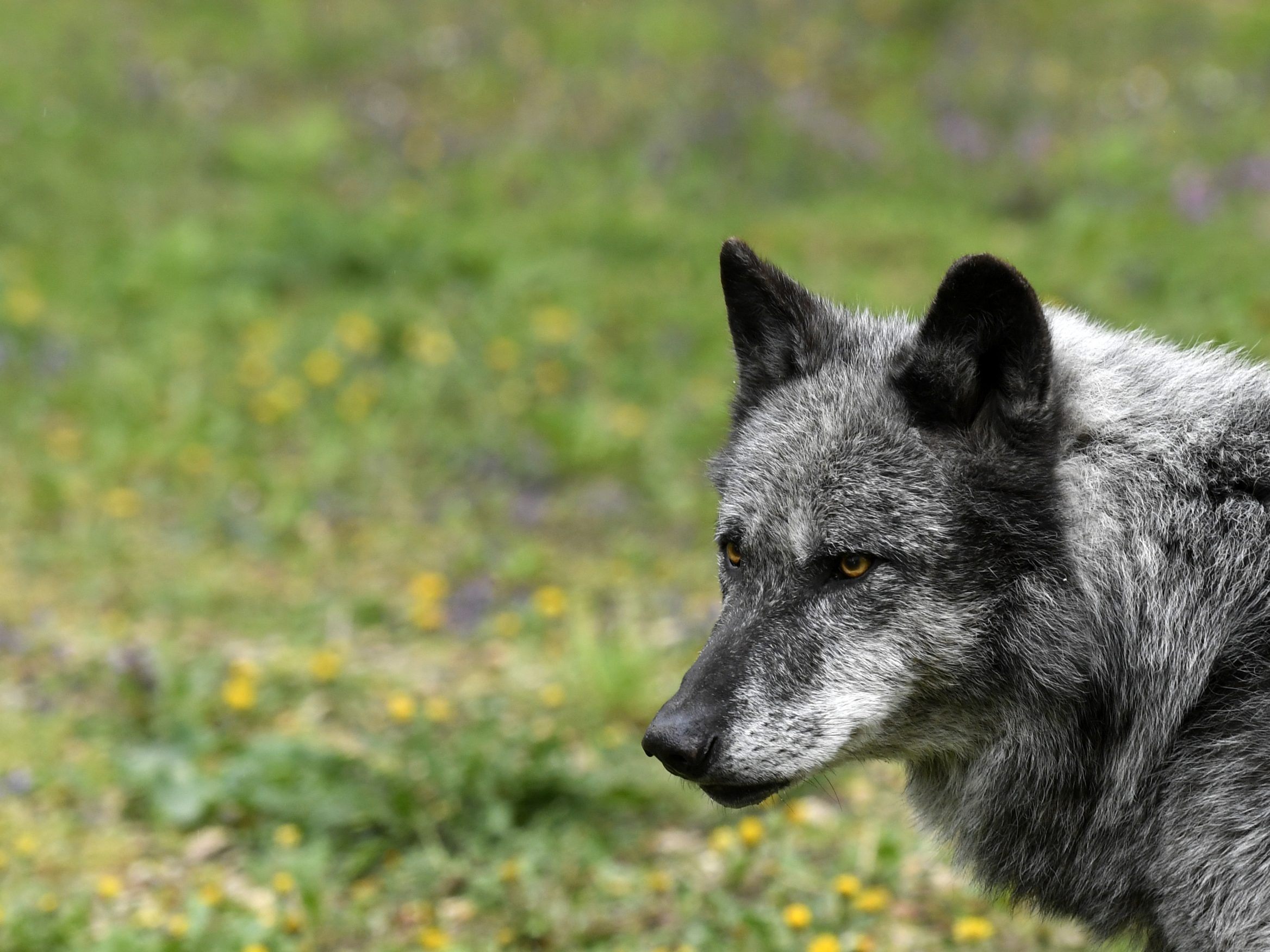 Gab es in Oberösterreich eine Wolfssichtung durch einen Jogger?