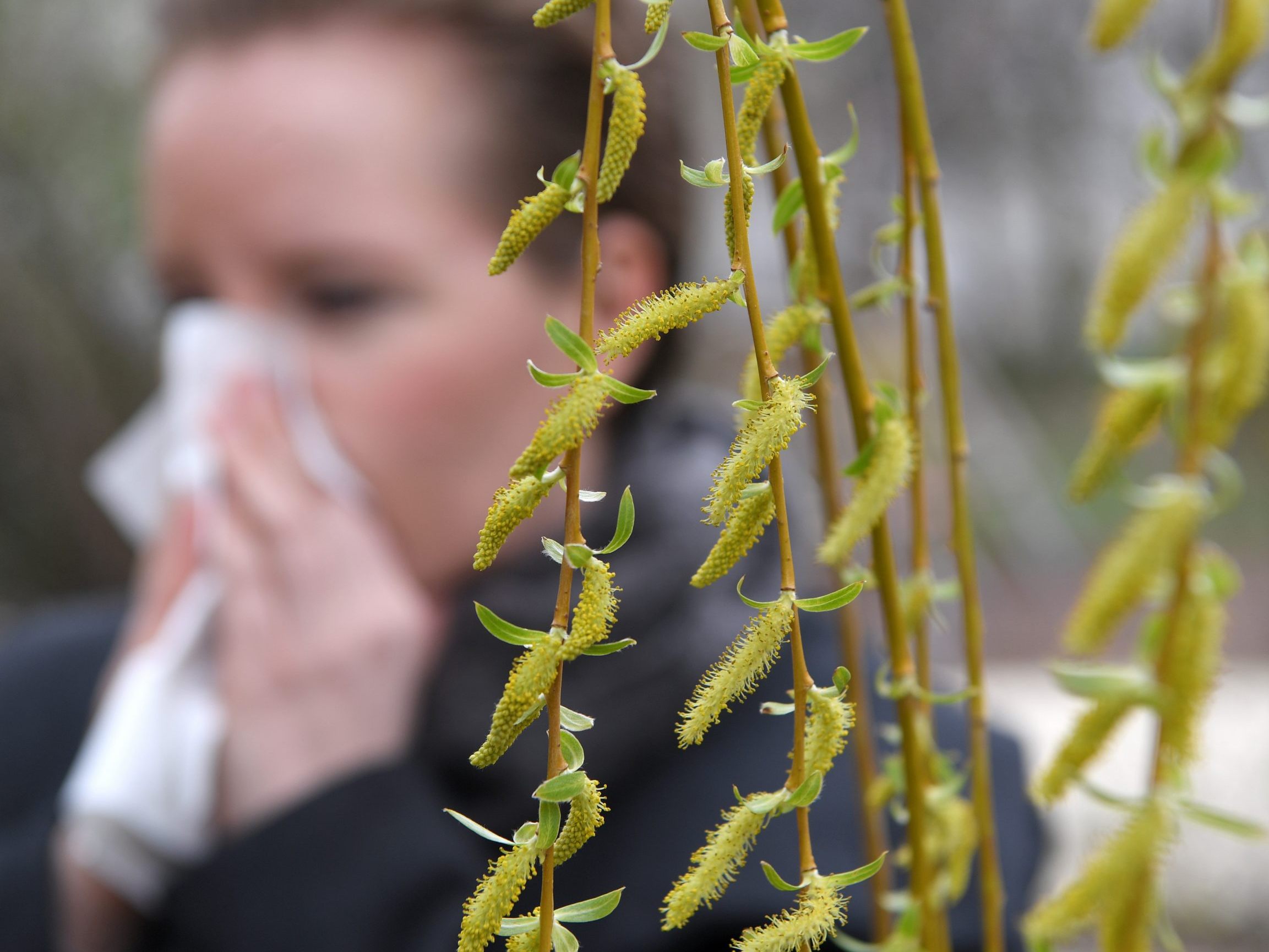 Die Pollensaison 2025 hat streng genommen schon 2024 in den letzten Dezembertagen mit der Blüte der Purpurerle begonnen. Die Pollensaison 2025 hat streng genommen schon 2024 in den letzten Dezembertagen mit der Blüte der Purpurerle begonnen.
