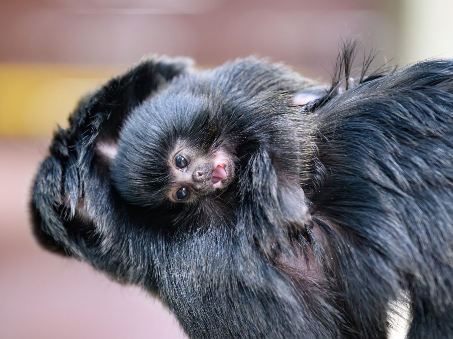 Das Haus des Meeres freut sich über Springtamarin-Nachwuchs.