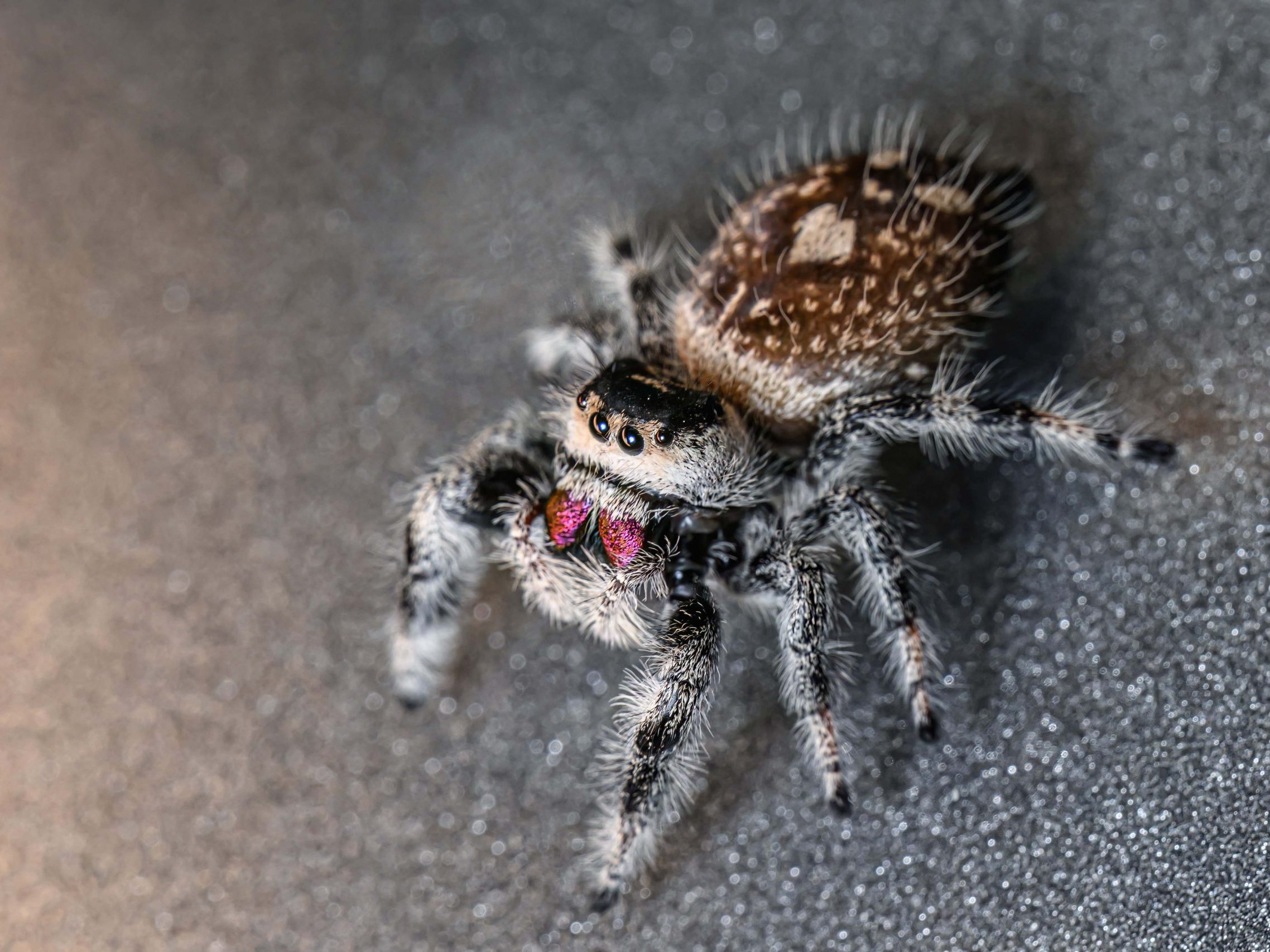 "Die Springspinnen zeigen eindrucksvoll, wie komplex und faszinierend selbst die kleinsten Jäger der Tierwelt sein können", so der Direktor des Haus des Meeres in Wien.