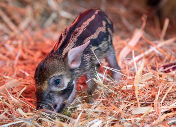 ABD0035_20250127 – KRENGLBACH – STERREICH: ++ HANDOUT ++ ZU APA0076 VOM 27.1.2025 – Mit Nachwuchs knnen die Pinselohrschweine im Zoo Schmiding in Krenglbach bei Wels aufwarten. Am Samstag, 25. Jnner 2025, erblickten zwei Ferkel das Licht der Welt. – FOTO: APA/ZOO SCHMIDING/PETER STERNS – ++ WIR WEISEN AUSDRCKLICH DARAUF HIN, DASS EINE VERWENDUNG DES BILDES […]