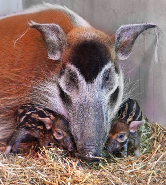 ABD0036_20250127 – KRENGLBACH – STERREICH: ++ HANDOUT ++ ZU APA0076 VOM 27.1.2025 – Mit Nachwuchs knnen die Pinselohrschweine im Zoo Schmiding in Krenglbach bei Wels aufwarten. Am Samstag, 25. Jnner 2025, erblickten zwei Ferkel das Licht der Welt. – FOTO: APA/ZOO SCHMIDING/PETER STERNS – ++ WIR WEISEN AUSDRCKLICH DARAUF HIN, DASS EINE VERWENDUNG DES BILDES […]