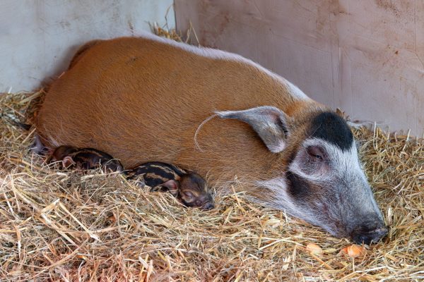 ABD0037_20250127 – KRENGLBACH – STERREICH: ++ HANDOUT ++ ZU APA0076 VOM 27.1.2025 – Mit Nachwuchs knnen die Pinselohrschweine im Zoo Schmiding in Krenglbach bei Wels aufwarten. Am Samstag, 25. Jnner 2025, erblickten zwei Ferkel das Licht der Welt. – FOTO: APA/ZOO SCHMIDING/PETER STERNS – ++ WIR WEISEN AUSDRCKLICH DARAUF HIN, DASS EINE VERWENDUNG DES BILDES […]